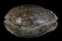 藏品(阿拉伯寶螺)的圖片